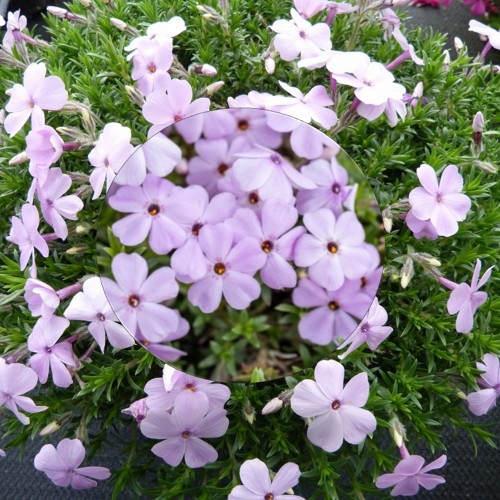 Phlox douglasii 'Lilac Cloud' - Douglasi leeklill 'Lilac Cloud' P9/0,55L